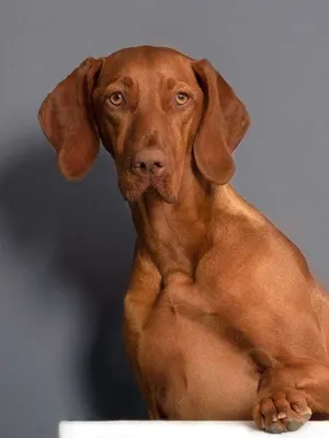 Laika — Wachhund
