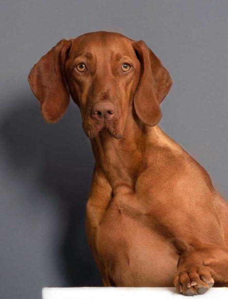 Laika — Wachhund